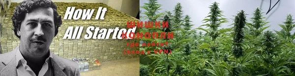 шишки Гусиноозёрск